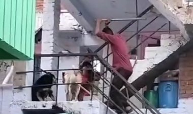 MP News: युवक ने स्ट्रीट डॉग को सरिये से पीटा, डॉग गंभीर रूप से घायल