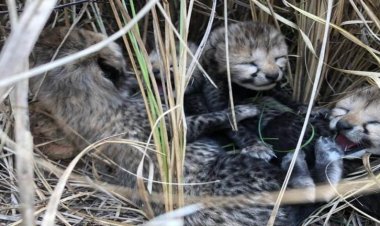 Kuno National Park में फिर गूंजी शावकों की किलकारी, नीरवा ने 5 शावकों को दिया जन्म