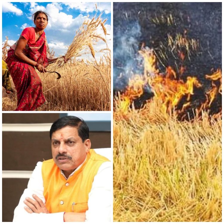 MP News: MP सरकार ने लागू की नई स्कीम, पराली नहीं जलाने पर किसानों को मिलेगा अवॉर्ड