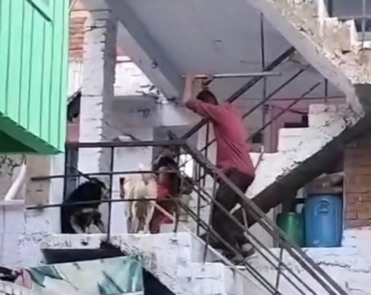 MP News: युवक ने स्ट्रीट डॉग को सरिये से पीटा, डॉग गंभीर रूप से घायल