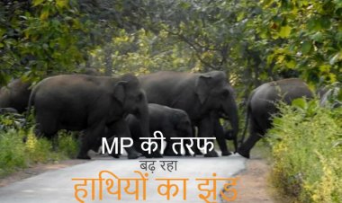 MP की तरफ बढ़ रहा उड़ीसा से चला हाथियों का झुंड
