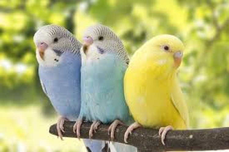 भोपाल में Budgerigar टूर्नामेंट का भव्य आयोजन