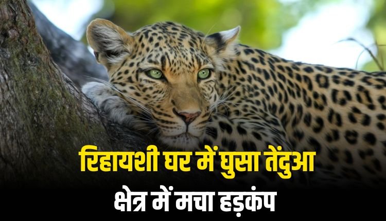 रिहायशी घर में घुसा तेंदुआ, क्षेत्र में मचा हड़कंप