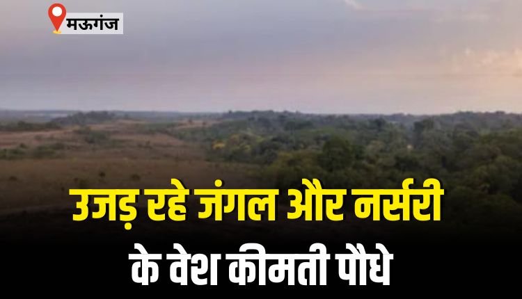 उजड़ रहे जंगल और नर्सरी के वेश कीमती पौधे