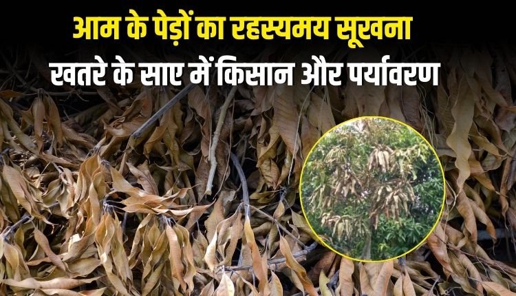 आम के पेड़ों का रहस्यमय सूखना, खतरे के साए में किसान और पर्यावरण