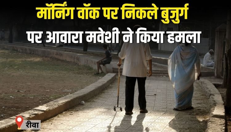 मॉर्निंग वॉक पर निकले बुजुर्ग पर आवारा मवेशी ने किया हमला, हालत गंभीर