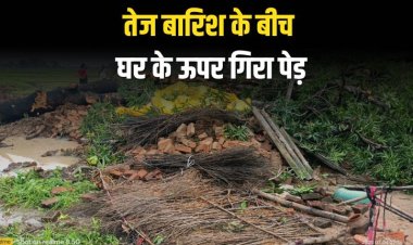 तेज बारिश के बीच घर के ऊपर गिरा पेड़, घर एवं गृहस्थी की सामग्री हुई चौपट