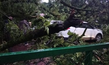 पचमढ़ी में 100 साल पुराना पेड़ गिरा