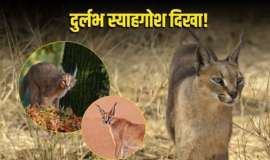 गांधी सागर अभ्यारण्य में दिखा दुर्लभ 'स्याहगोश', संरक्षण में बड़ी सफलता
