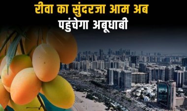 अब विदेशों में भी छाएगा रीवा का सुंदरजा आम, रीवा से अबूधाबी हुआ पहला निर्यात