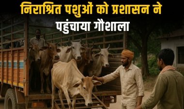 निराश्रित गौवंश हटाने कलेक्टर के निर्देश पर शुरू हुआ अभियान