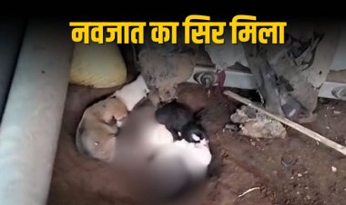 पचमढ़ी में कुत्ते के पास मिला नवजात बच्चे का सिर