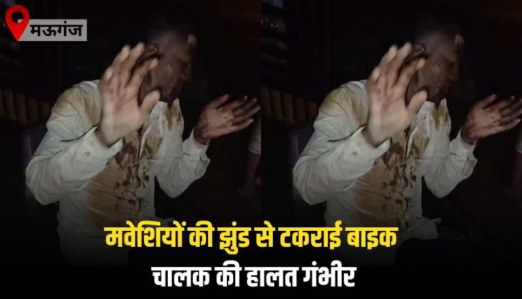 मवेशियों की झुंड से टकराई बाइक चालक की हालत गंभीर