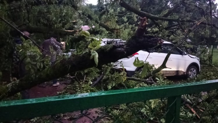 पचमढ़ी में 100 साल पुराना पेड़ गिरा