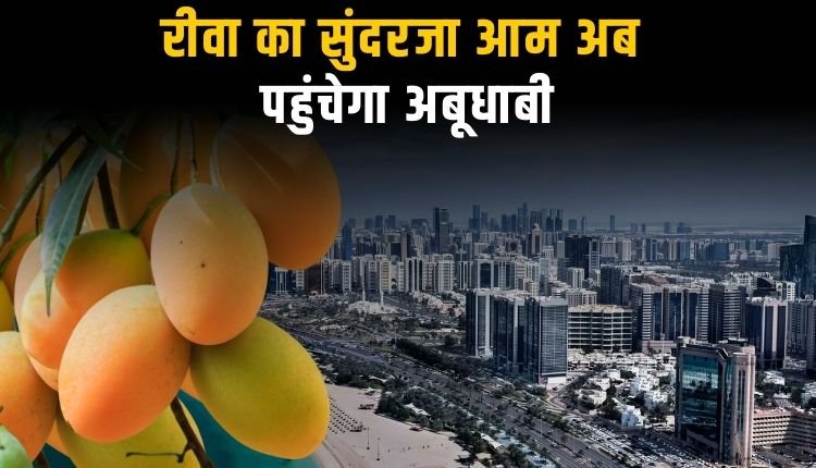 अब विदेशों में भी छाएगा रीवा का सुंदरजा आम, रीवा से अबूधाबी हुआ पहला निर्यात