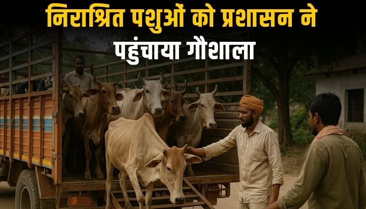 निराश्रित गौवंश हटाने कलेक्टर के निर्देश पर शुरू हुआ अभियान