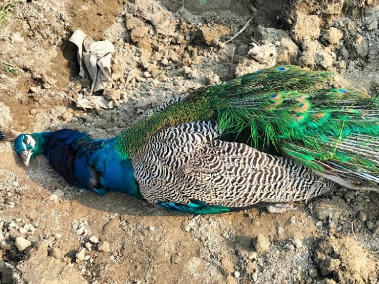 झाबुआ में 11 मोरों की मौत के बाद हडक़ंप