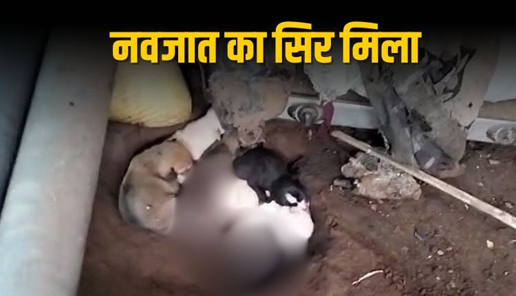 पचमढ़ी में कुत्ते के पास मिला नवजात बच्चे का सिर