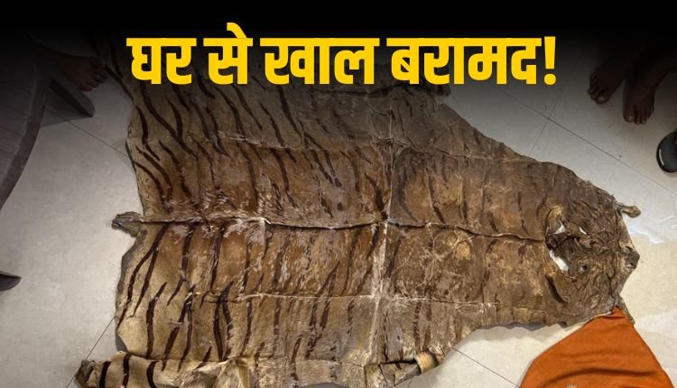 डिप्टी कमिश्नर के घर मिली बाघ की खाल बैठने के लिए करते थे इस्तेमाल