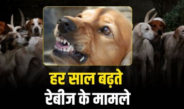 पेट लवर्स और कोर्ट के फैसले के बीच विवाद! हर साल कितने रेबीज के मामले और मौतें?