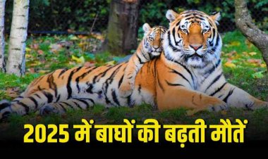 मध्यप्रदेश में 8 महीने में 36 बाघों की मौत, क्या कारण  हैं?