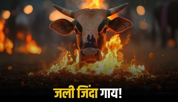 आधी रात किसान के झोपड़े में लगी आग, एक गाय जिंदा जली, दूसरी गंभीर रूप से झुलसी