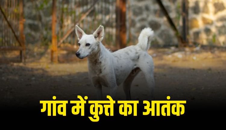 कैथोदा गांव में पागल कुत्ते का आतंक, आधा दर्जन से अधिक लोग घायल