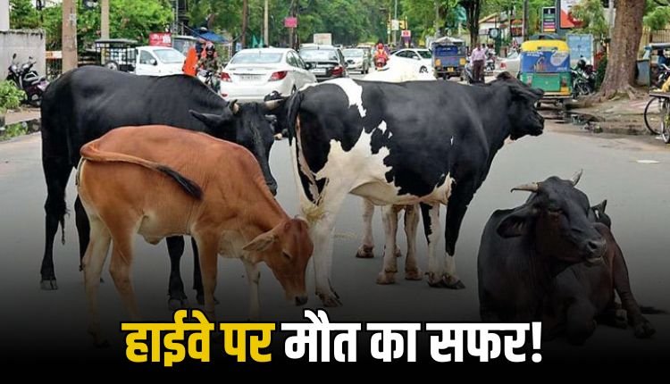 हाइवे पर मवेशी संकट, आवारा जानवर बने मौत के खुले इन्विटेशन