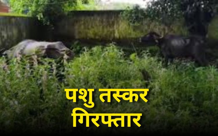 शहडोल में पशु तस्करी का गिरोह पकड़ाया, तीन आरोपियों को पुलिस ने किया गिरफ्तार