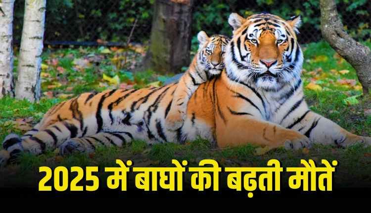 मध्यप्रदेश में 8 महीने में 36 बाघों की मौत, क्या कारण  हैं?