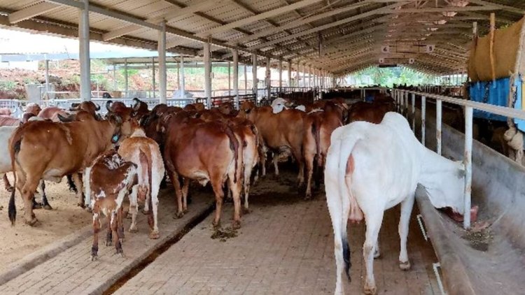 शहडोल के सोहागपुर गोशाला में चार मवेशियों की मौत, गोशाला में श्रमता से अधिक रह रहे थे मवेशी, विभाग ने शुरू की जांच