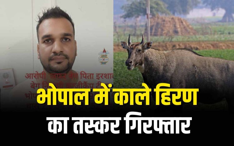 भोपाल में काले हिरण का तस्कर गिरफ्तार, हथियार समेत दबोचा गया