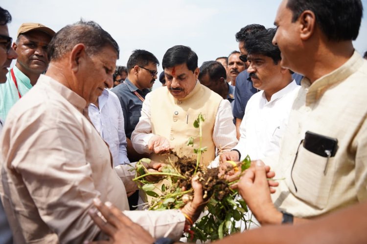 शाजापुर जिले में सोयाबीन फसल को हुए नुकसान पर होगा सर्वे, किसानों को मिलेगी हर संभव मदद