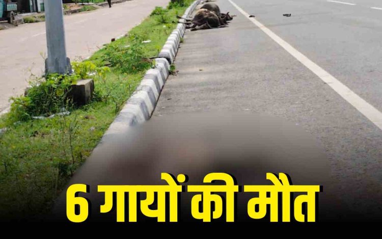 झांसी-खजुराहो फोरलेन पर तेज रफ्तार वाहन ने रौंदी 6 से ज्यादा गाये