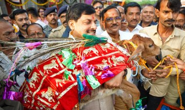 CM डॉ. मोहन यादव ने किया गोवर्धन पूजन, गाय के बछड़े को उठाया गोद, लगाया 56 भोग