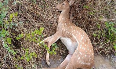 रीवा में हिरण का किया शिकार, मांस से भरी बोरी मिली, दो शिकारी गिरफ्तार