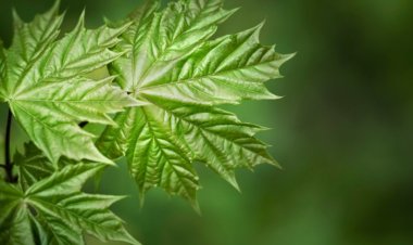  पपीते के पत्ते को न समझें फालतू, डेंगू के अलावा इन बीमारियों में भी आता है काम, जानें 