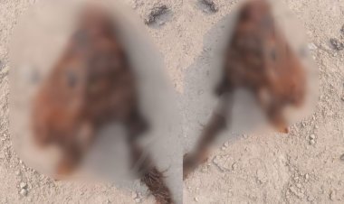 वार्ड 44 में फिर अमानवीय घटना, गाय के बछड़े का कटा सिर मिला