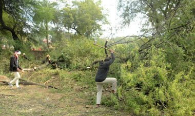 Bhopal: अयोध्या बाईपास पर पेड़ कटाई पर NGT की रोक