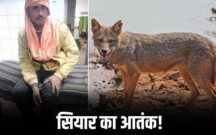 नईगढ़ी में सियार का आतंक, आधा दर्जन से ज्यादा लोग घायल, ग्रामीणों में दहशत