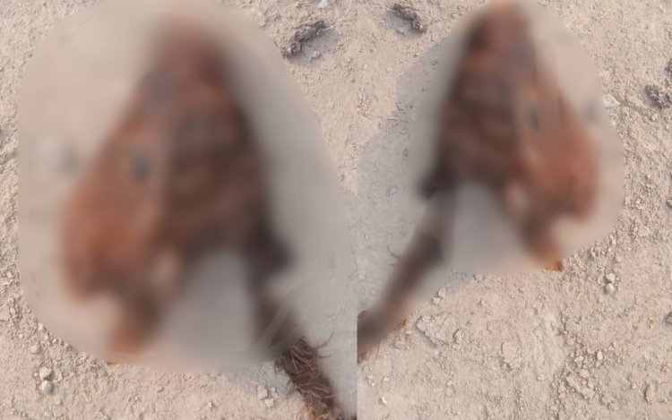 वार्ड 44 में फिर अमानवीय घटना, गाय के बछड़े का कटा सिर मिला