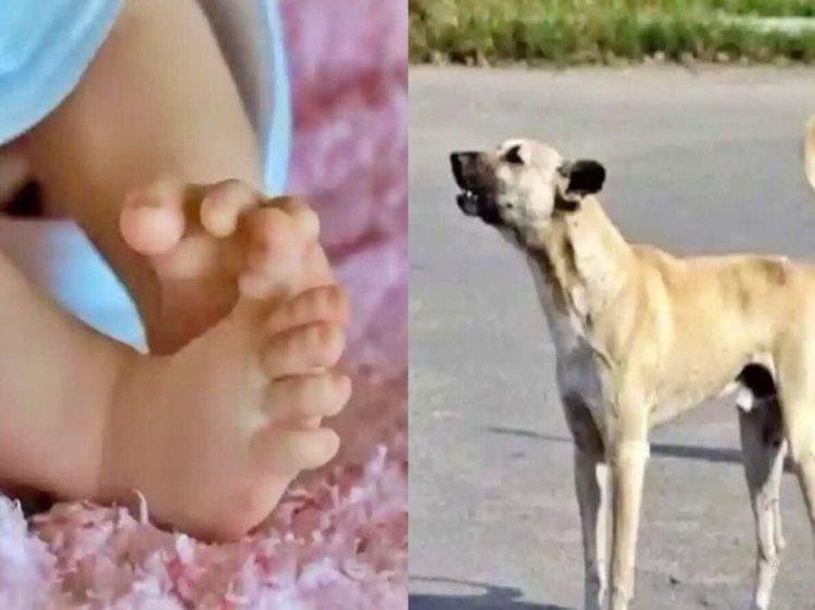 विदिशा: श्मशान घाट के पास कुत्ते के मुंह से निकला नवजात का शव, मौजूद लोग हैरान रह गए