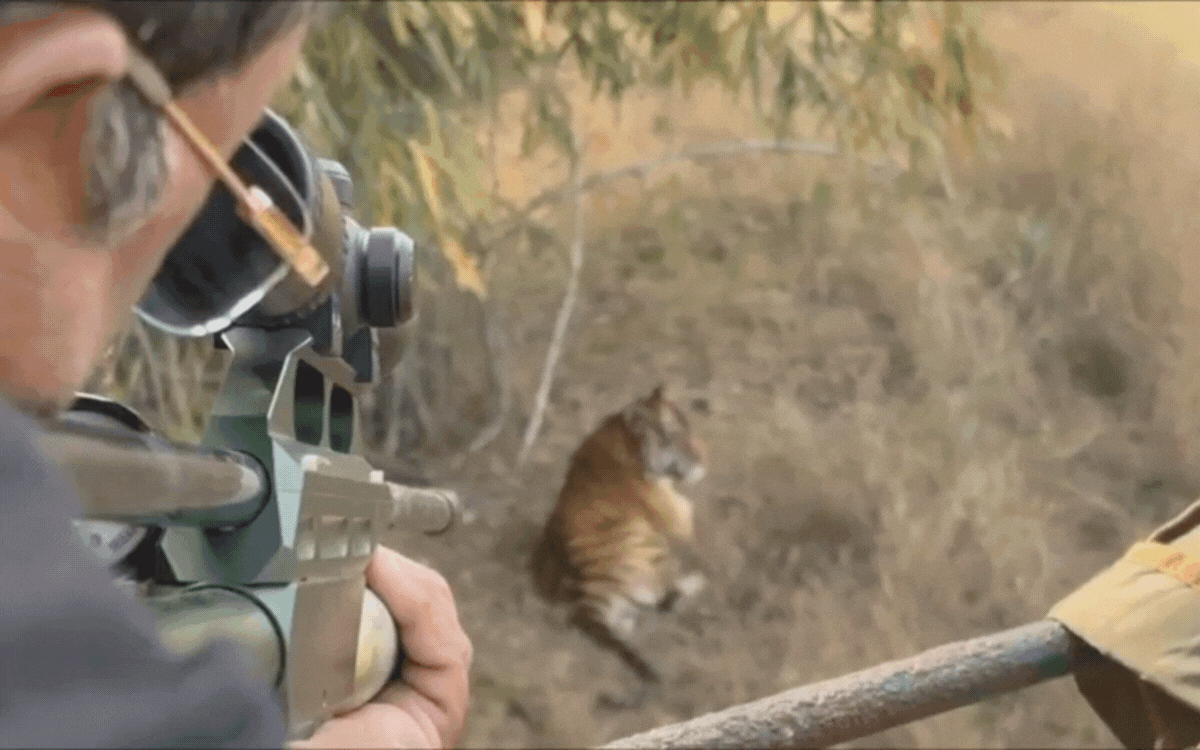 पन्ना टाइगर रिजर्व का ‘सुपर डैड’ बाघ पी-243 गंभीर रूप से घायल, हालत नाजुक