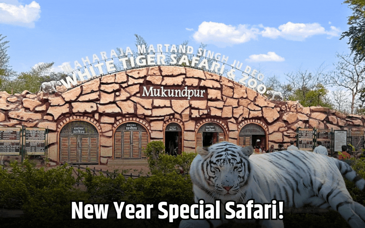 31 दिसंबर को खुला रहेगा व्हाइट टाइगर सफारी, नए साल पर होगा खास इंतजाम
