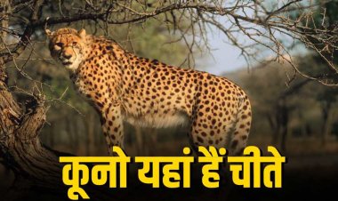 भारत में चीतों का नया ठिकाना बना कूनो नेशनल पार्क, ढाई साल में समझ लिया चीतों का स्वभाव, दुनिया से बेहतर रहा सर्वाइवल रेट