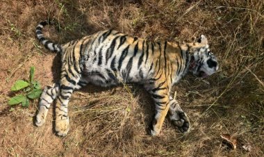 बांधवगढ़ टाइगर रिजर्व: कल लापता मादा बाघ शावक का आज मिला शव, पब्लिक वाणी ने पहले ही जताई थी मौत की आशंका