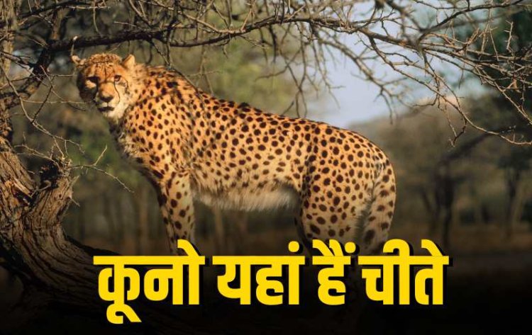 भारत में चीतों का नया ठिकाना बना कूनो नेशनल पार्क, ढाई साल में समझ लिया चीतों का स्वभाव, दुनिया से बेहतर रहा सर्वाइवल रेट