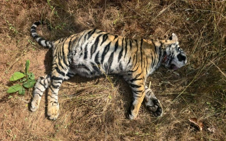 बांधवगढ़ टाइगर रिजर्व: कल लापता मादा बाघ शावक का आज मिला शव, पब्लिक वाणी ने पहले ही जताई थी मौत की आशंका