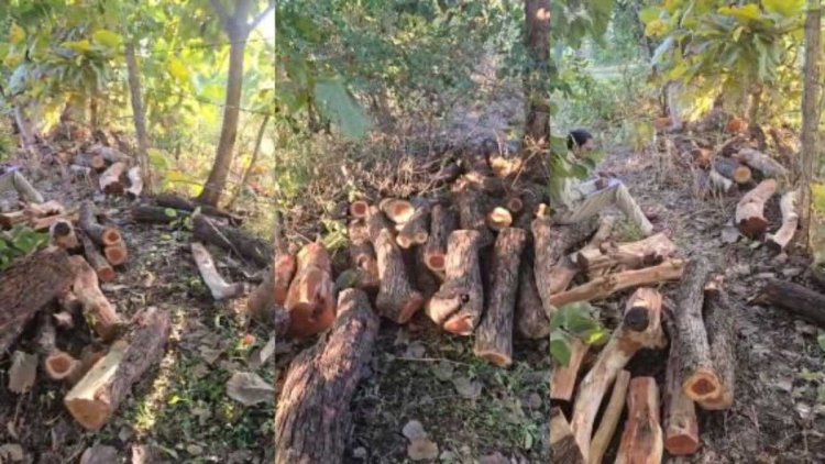 खैर–सागौन तस्करी पर वन विभाग का मास्टर स्ट्रोक, फर्जी टीपी से देशव्यापी नेटवर्क का खुलासा शहडोल में लाखों की अवैध लकड़ी जब्त
