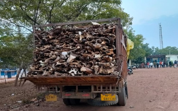 सेमरिया में गाय की हड्डियों से भरा ट्रक पकड़ाया, जांच में जुटी पुलिस